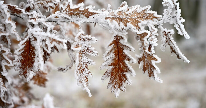 Brown oak leaves thick with frost