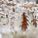 Brown oak leaves thick with frost