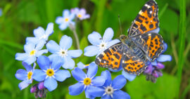 Orange and black butterfly on light blue flowers