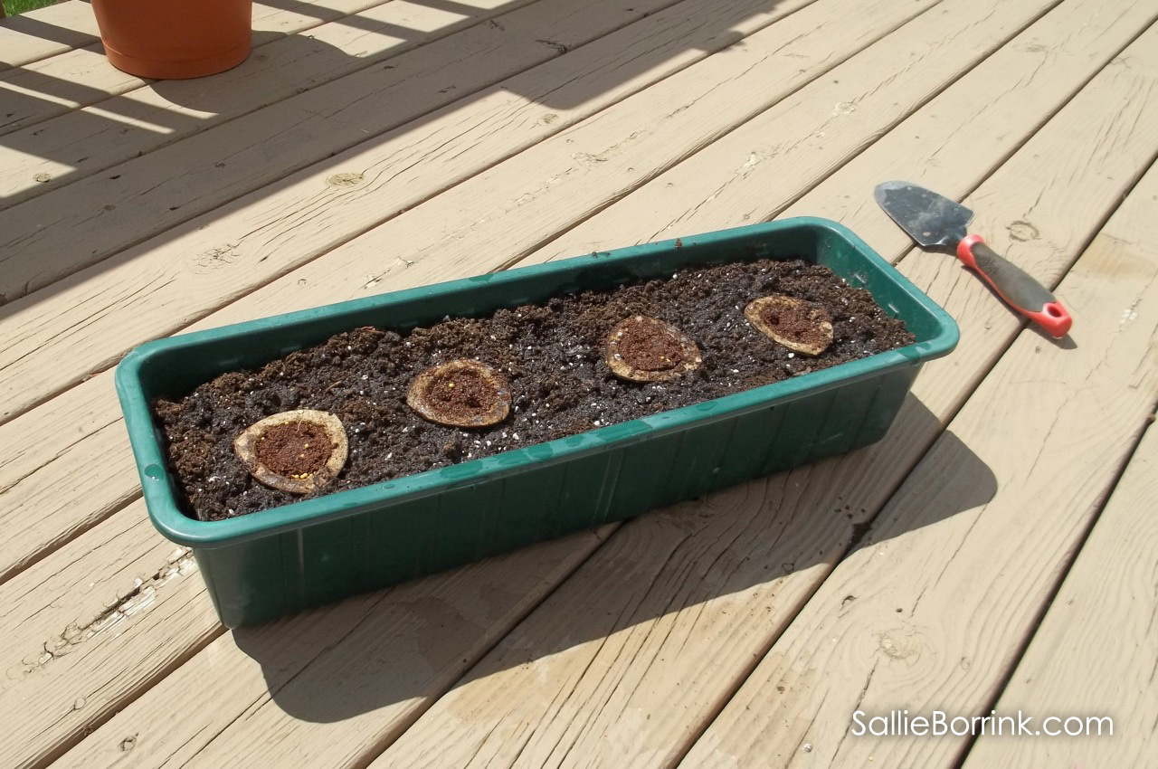 Grow-ables planted in a planter