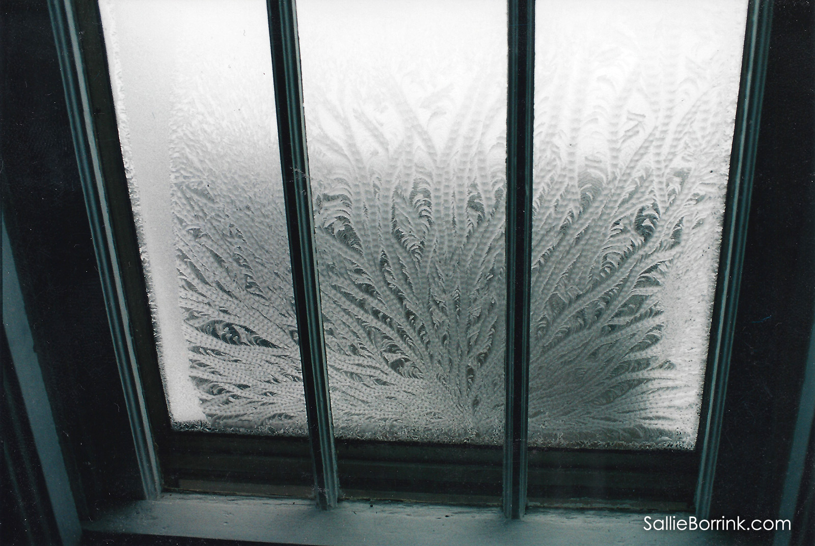 Window Frost Fern Frost Ice Flowers 1
