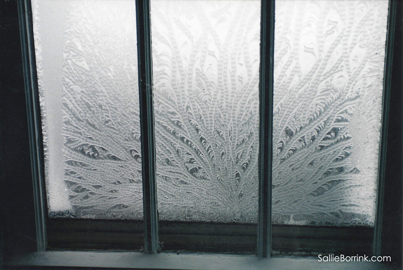 Window Frost Fern Frost Ice Flowers 2
