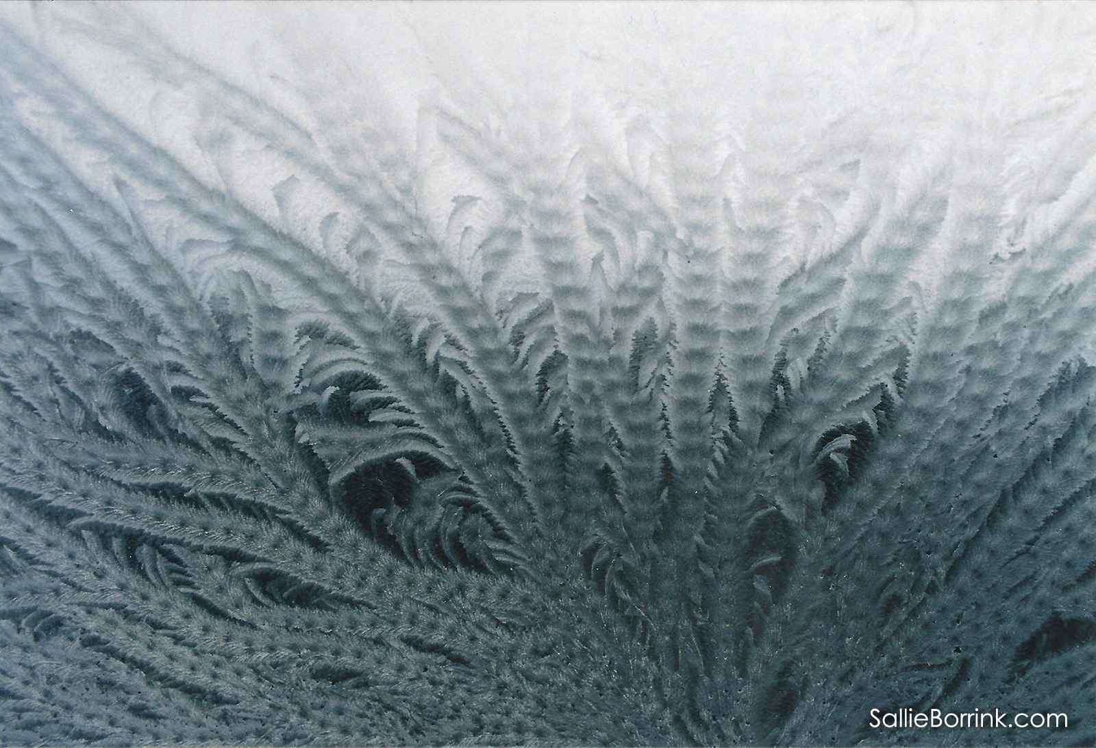 Window Frost Fern Frost Ice Flowers closeup