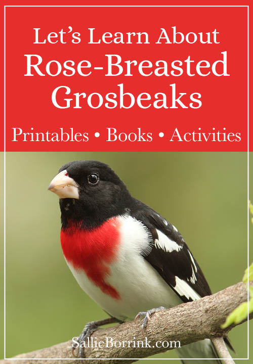 Rose-Breasted Grosbeaks Unit Study