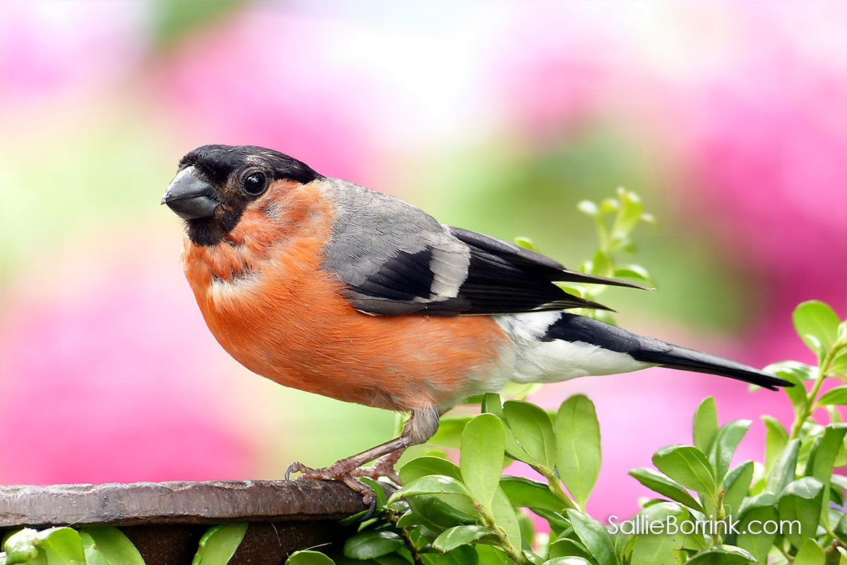 100 Ways to Add Joy to Your Life - Bird