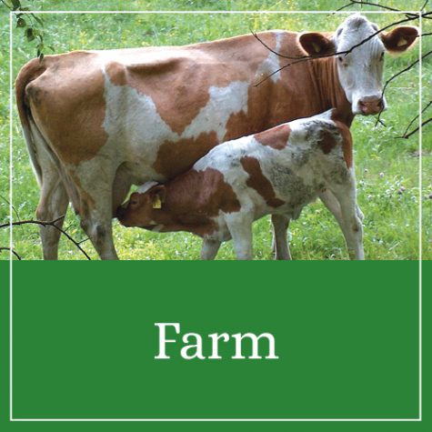Farm Printables & Activities
