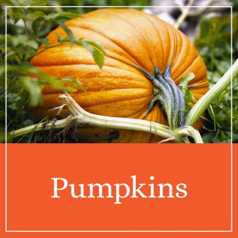 Pumpkins Printables & Activities