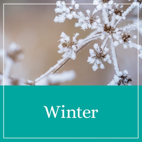 Winter Printables & Activities
