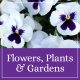 Flowers, Plants and Gardens Category