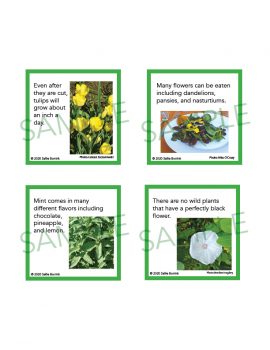Flowers &amp; Plants Fun Fact Cards | Printable Activity | Sallie Borrink