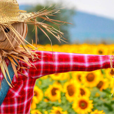 Scarecrows Unit Study
