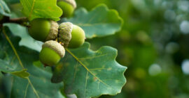 Green oaks leaves and green acorns on tree
