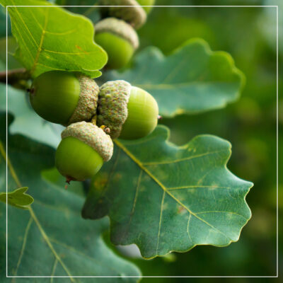 Cluster of green acorns and green oak leaves