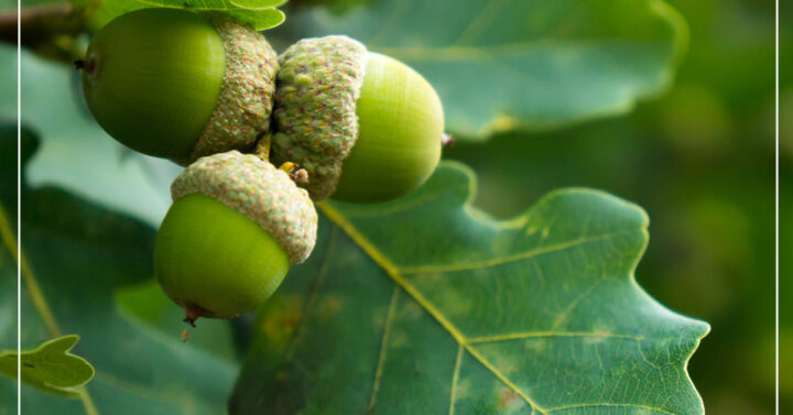 Cluster of green acorns and green oak leaves