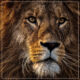 Lion with mane