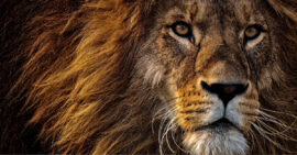 Lion with mane