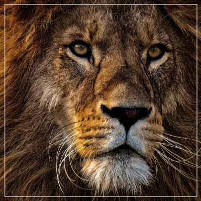 Lion with mane