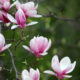 Morning Hope – Luke 8-40-56 SIMPLE.jpg