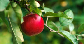 Apples Unit Study