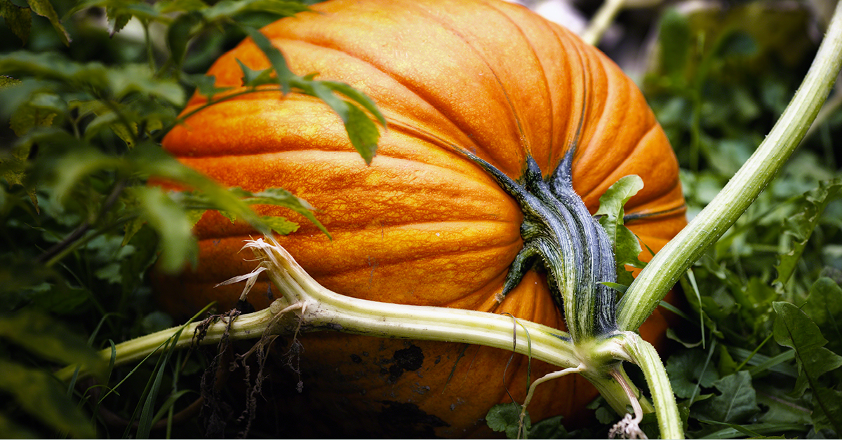 Pumpkins Unit Study - A Quiet Simple Life