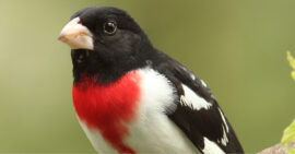 Rose-Breasted Grosbeaks Unit Study