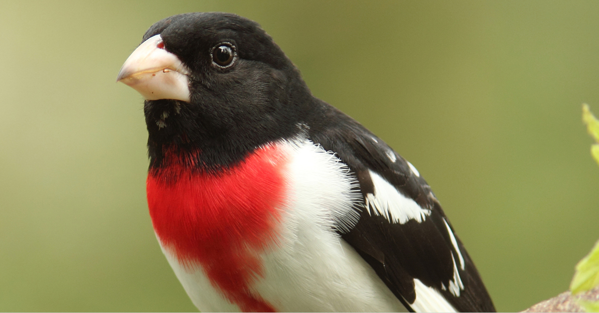 Rose-Breasted Grosbeaks Unit Study