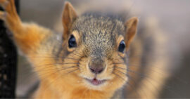 Squirrels Unit Study