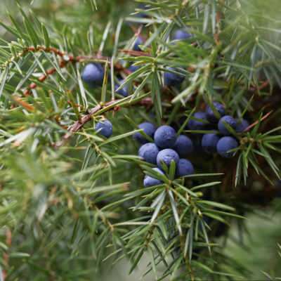 Blue juniper berries on green branches