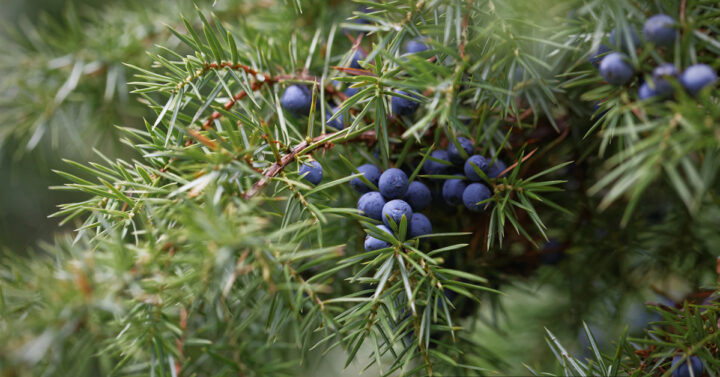 Blue juniper berries on green branches