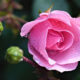 Morning Hope – 2 Peter 1-3-12 SIMPLE