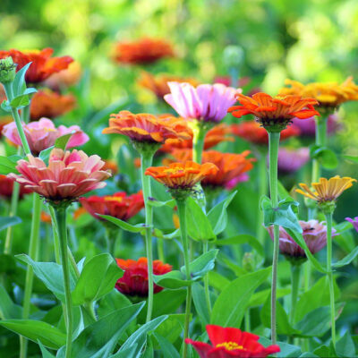 Colorful zinnias in a late summer garden
