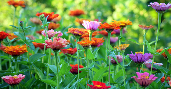 Colorful zinnias in a late summer garden