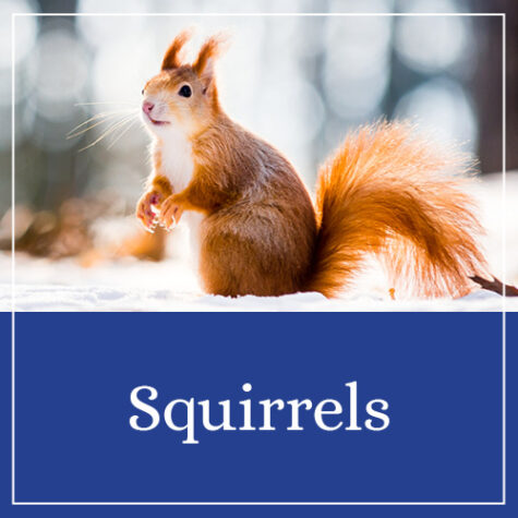 Squirrels Printables & Activities