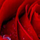 A Red, Red Rose by Robert Burns Featured Image 3