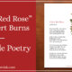 A Red, Red Rose by Robert Burns Featured Image SIMPLE