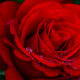 A Red, Red Rose by Robert Burns Featured Image SIMPLE