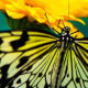 To A Butterfly by William Wordsworth Featured Image 3