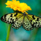 To A Butterfly by William Wordsworth Featured Image SIMPLE