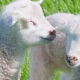 The Voice of Spring By Mary Howitt Featured Image 3
