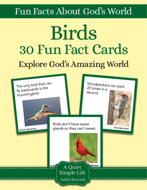 Birds Fun Facts Cards