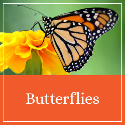 Butterflies Theme