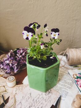 White and purple pansies in a light green ceramic pot