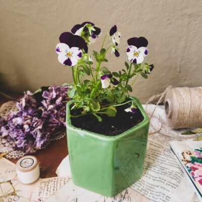 White and purple pansies in a light green ceramic pot