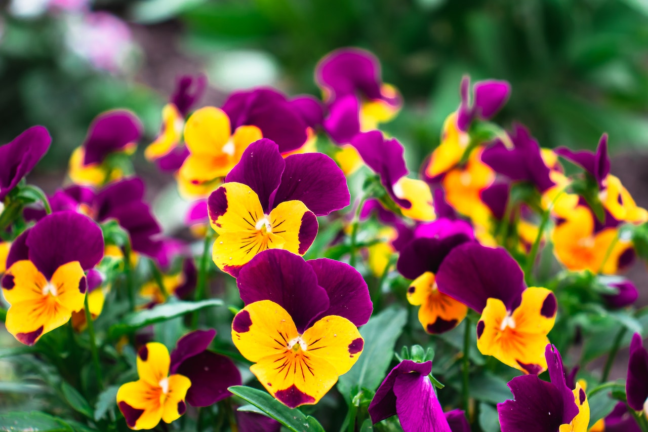 Purple and orange pansies