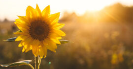 Yellow sunflower with golden sunset light behind it