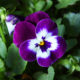For the Love of Pansies Website