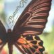 The Butterfly Alphabet
