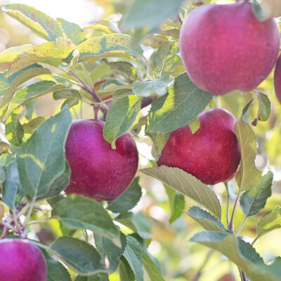 Using a Habit Tracker