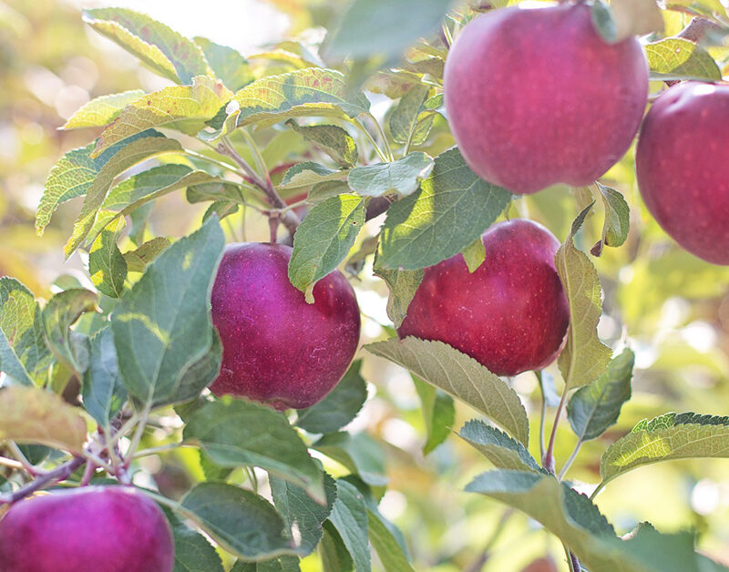 Using a Habit Tracker