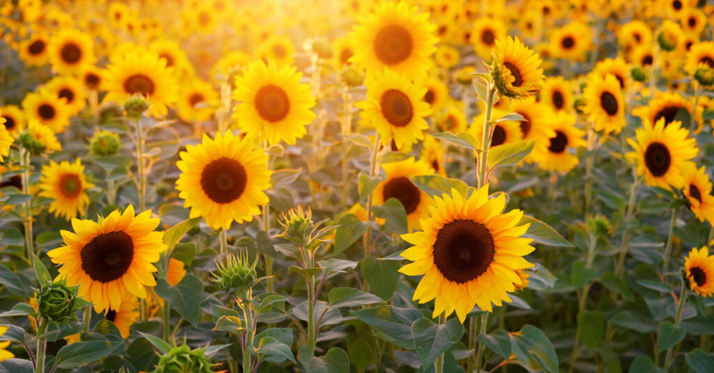 Stop Listening To Other People